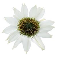 Echinacea Pollynation White ApeX