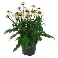 Echinacea Pollynation White ApeX