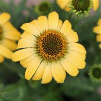 Echinacea Pollynation Yellow ApeX