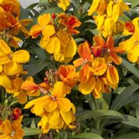 Sugar Rush Orange Erysimum