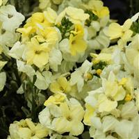 Sugar Rush Primrose Erysimum