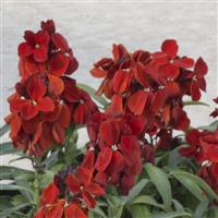 Sugar Rush Red Erysimum