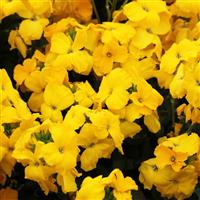 Sugar Rush Yellow Erysimum