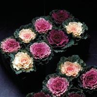 Songbird Mix Flowering Kale