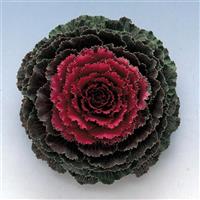 Songbird Red Flowering Kale