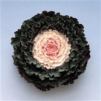 Songbird White Flowering Kale