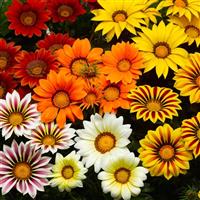 Big Kiss Mix Gazania
