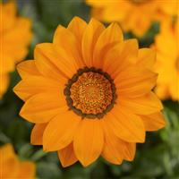 Big Kiss Orange Gazania
