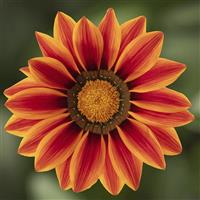 Big Kiss Orange Flame Gazania