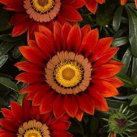 Big Kiss Red Gazania