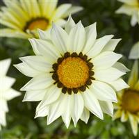Big Kiss White Gazania