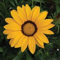 Big Kiss Yellow Gazania
