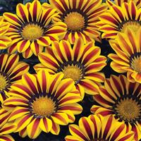 Big Kiss Yellow Flame Gazania