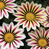 Big Kiss White Flame Gazania