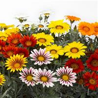 Kiss™ Frosty Mix Gazania
