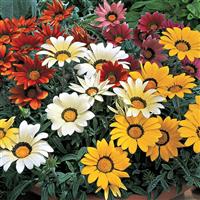 Kiss™ Mix Gazania