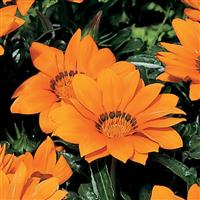 Kiss™ Orange Gazania