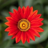 Kiss™ Red Gazania