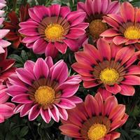 Kiss™ Rose Gazania
