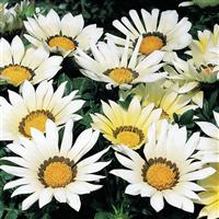 Kiss™ White Gazania