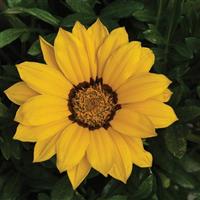 Kiss™ Yellow Gazania