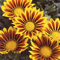 Kiss™ Yellow Flame Gazania