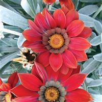 Kiss™ Frosty Red Gazania