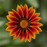 Kiss™ Golden Flame Gazania