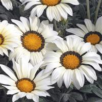 Kiss™ Frosty White Gazania