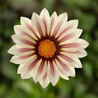 Kiss™ White Flame Gazania