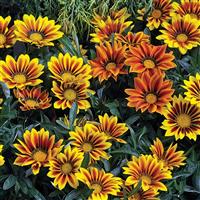 Kiss™ Frosty Flame Mix Gazania