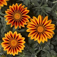 Kiss™ Frosty Orange Flame Gazania