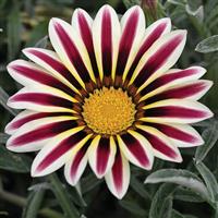 Kiss™ Frosty White Flame Gazania