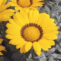 Kiss™ Frosty Yellow Gazania