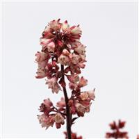 Heuchera Heucherette™ Pink