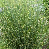 Grass Miscanthus sinensis High Frequency