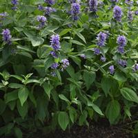 Nepeta subsessilis Prelude™ Blue