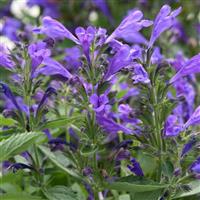 Nepeta subsessilis Prelude™ Purple