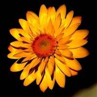 Mohave™ Basket Yellow Bracteantha