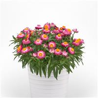 Mohave™ Pink 26 Bracteantha