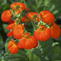 Calynopsis™ Orange Calceolaria