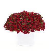 MiniFamous<sup>®</sup> Neo Double Red Calibrachoa
