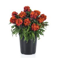 Erysimum Brightside™ Orange