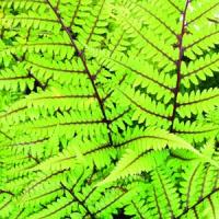 Fern Athyrium Vidallii