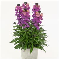 Erysimum Brightside™ Purple Glow