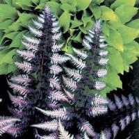 Fern Athyrium Nipponicum Ursulas Red