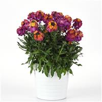 Erysimum Brightside™ Magenta Glow
