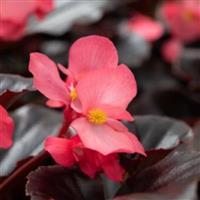 Whopper<sup>®</sup> Rose With Espresso Leaf Begonia