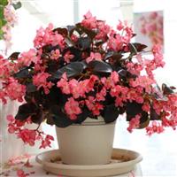 Whopper<sup>®</sup> Rose With Espresso Leaf Begonia