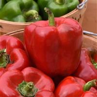 Red Standard III Pepper
